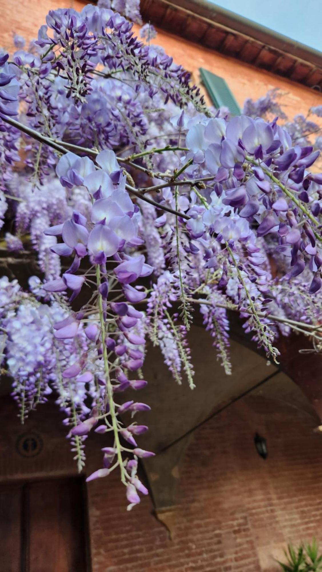 Al Glicine Di Sant'Abondio Villa Siena Dış mekan fotoğraf