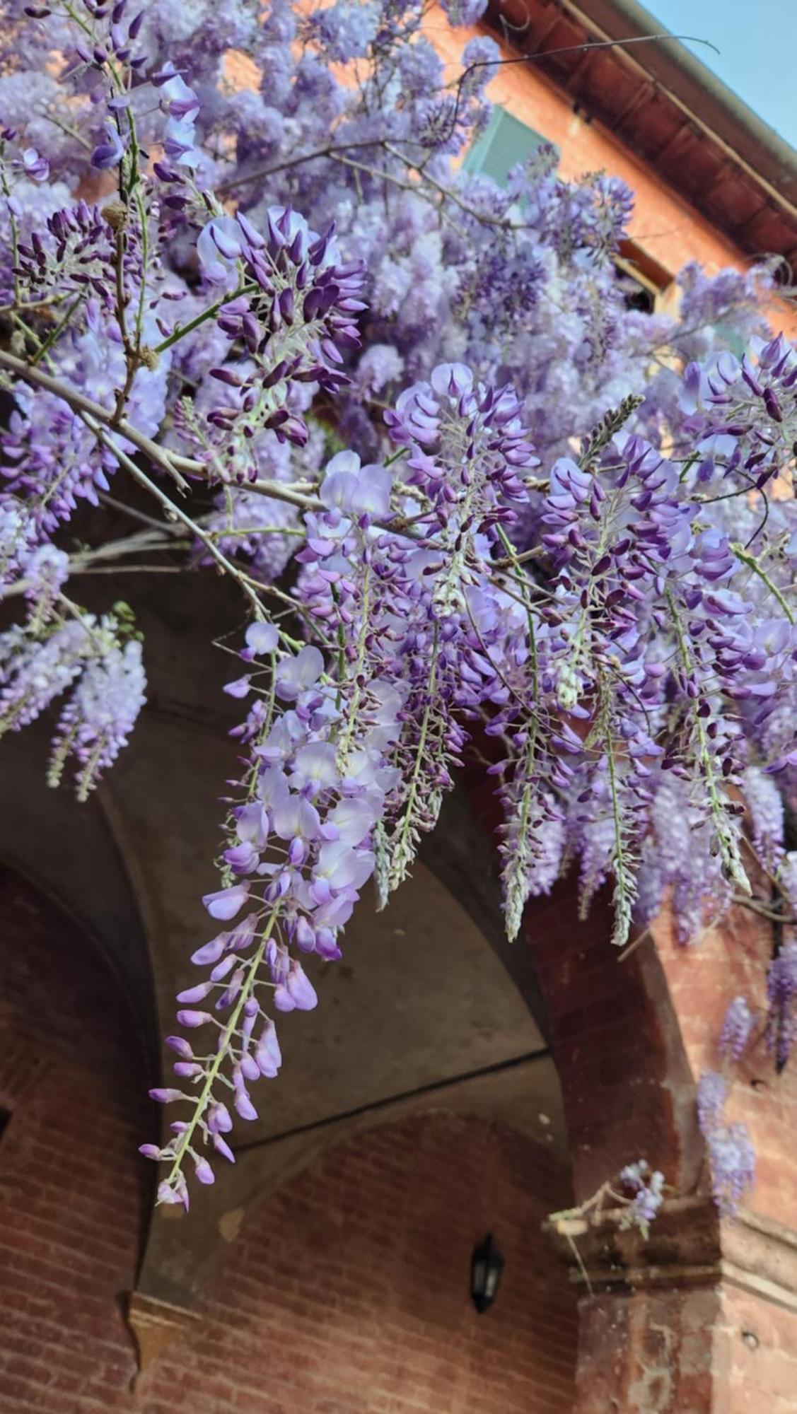 Al Glicine Di Sant'Abondio Villa Siena Dış mekan fotoğraf