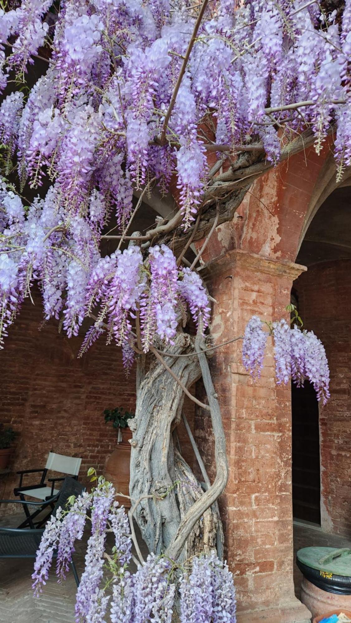 Al Glicine Di Sant'Abondio Villa Siena Dış mekan fotoğraf