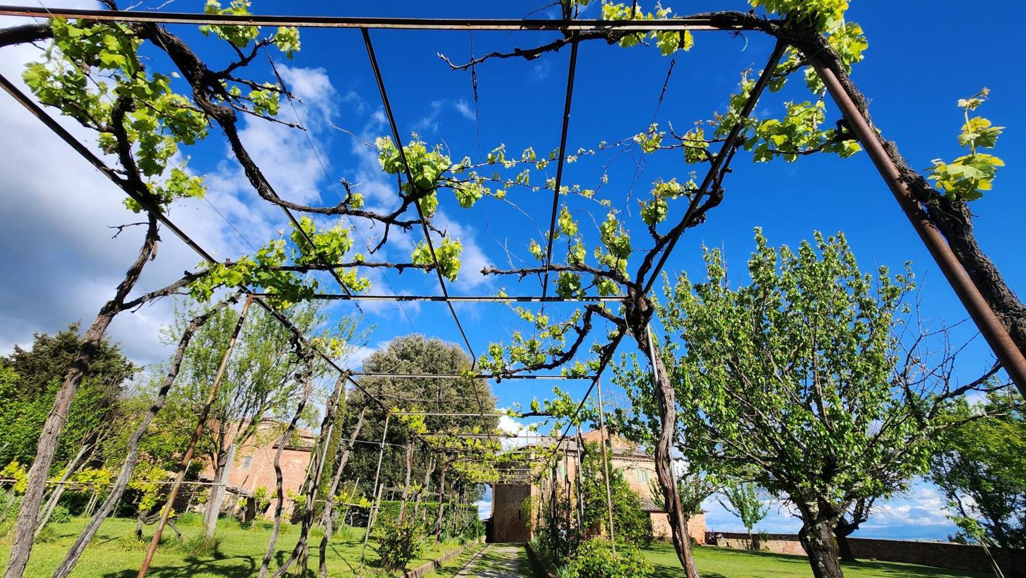 Al Glicine Di Sant'Abondio Villa Siena Dış mekan fotoğraf
